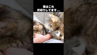 爪切りされてると気づかない子猫…笑　#shorts