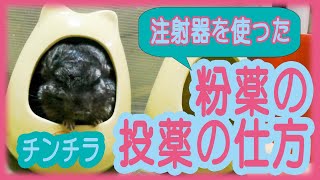 【チンチラ】粉薬の投薬の仕方(注射器を使う場合)