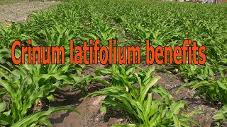 Crinum latifolium benefits