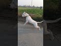 Dogo Argentino vs Street Dog #viral #youtubeshorts #shorts #stray #dogoargentino