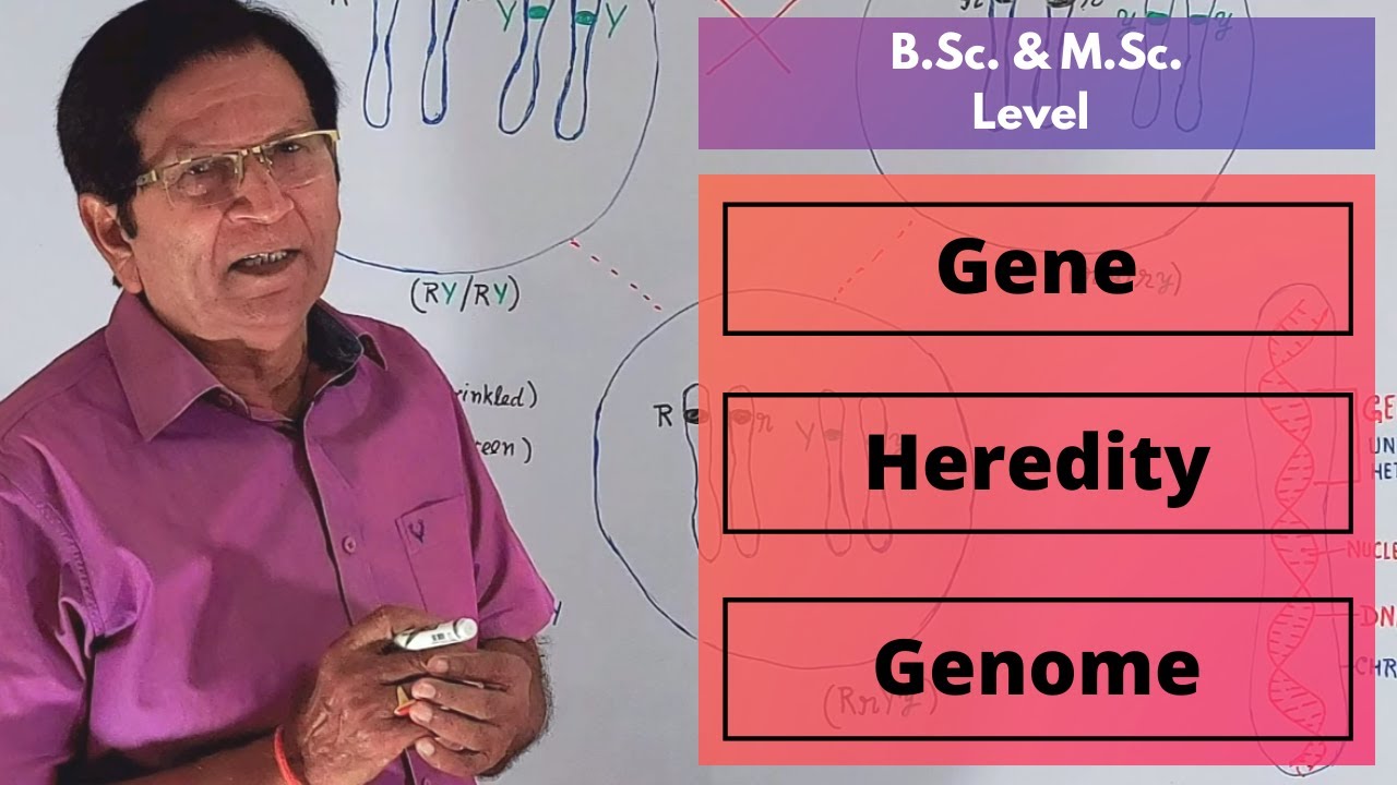 Gene, Heredity & Genome || B.Sc. & M.Sc. Level - YouTube