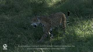 Jaguar Conservation for Thriving Ecosystems