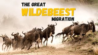 The Great Wildebeest Migration on Earth 🔥| 4K African Animal Documentary