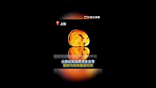 恐龍時代的蜥蜴捕獵瞬間！琥珀紀錄白堊紀 #Shorts