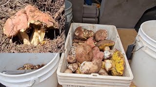 Ep.43 เก็บเห็ดผึ้วหวานใต้ดินในอเมริกา/Harvesting King Boletes in California USA