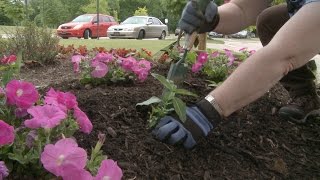 Planting Petunias, Vinca, and Salvia – Family Plot