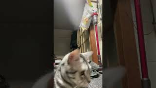 レーザーポインターを追いかける猫#shorts