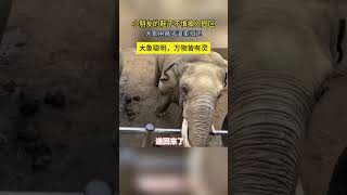 大象用鼻子溫柔歸還小朋友的鞋子，萬物皆有靈👏👏👏 #happy #life #vlog #生活 #live #elephant #baby