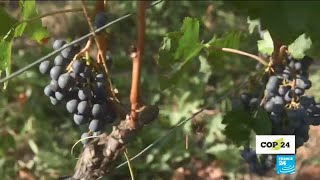#COP24: Bordeaux wine at risk?