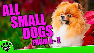 All Small Dog Breeds From A To Z (5 of 6) - Peruvian Hairless- Sealyham Terrier