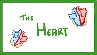GCSE Biology - The Heart  #23