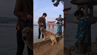 厳島神社を巡る旅⛩️#ゴールデンレトリバー仔犬 #大型犬 #宮島 #厳島神社