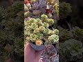 【today’s succulents】【2023.4.19】 succulents 多肉植物 セダム sedam アトランティス shortsvideo shorts