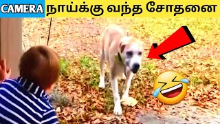 பூனைக்கு🤣பயந்த நாய் Happend for Dogs #shorts