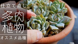 【秋】多肉植物の仕立て直し方法・オススメ品種の紹介