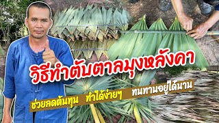 การทำตับตาล หรือหลังคาใบไม้ ลดโลกร้อน ทนทานนาน5-6 ปี