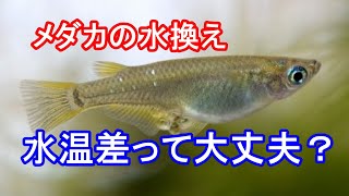 メダカの水換え 水温差って大丈夫？ 滋賀県のメダカ販売店 めだか藁屋 高木正臣