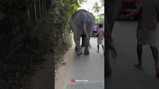 കിന്നാരം പറഞ്ഞ് കാവേരിയും ഇക്കയും 🥰🥰 I Kaveri Elephant Malappuram #Kaveri #aana #shorts