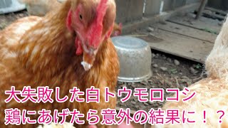 大失敗した白トウモロコシを捨てずに鶏にあげたら、まさかの展開に！？