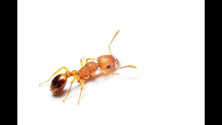 Red imported fire ants: identification and treatment