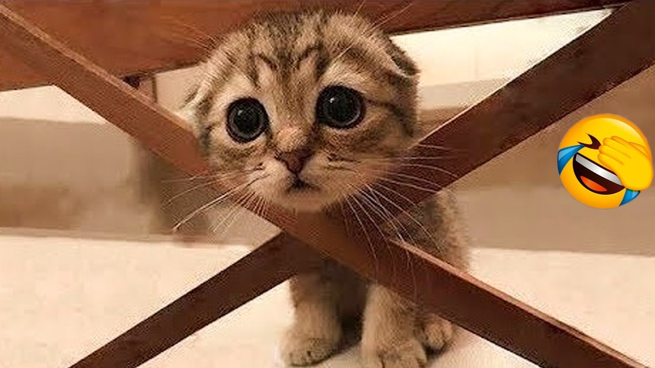 1 Hour Of Funniest Cats Videos That Will Make You Laugh #5 - Funny ...