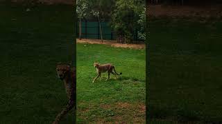 Cheetah 🐆 #mysorezoo #wildlife #aggressive #karnatakatourism #mysore #couplevlog #trending #bgm