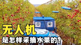 采摘水果有多方便？用按钮操控无人机，精准拿捏成熟果实