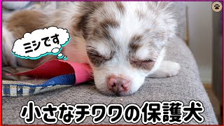 一応噛み犬の保護犬チワワのミシを紹介します🐶👍