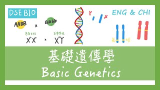 [DSE生物 - 課文重點] 1小時內講完【基礎遺傳學 Basic Genetics】！