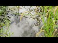 田園風景と稲穂 北杜市武川町 4k rural scenery and rice ears 山梨県