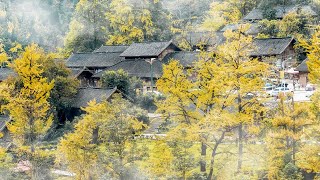 Live: Beautiful golden scenery of Ginkgo 贵州千年银杏叶变黄