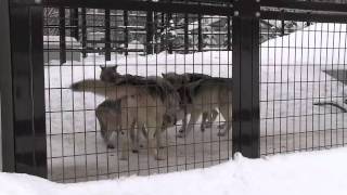 シンリンオオカ家族の遠吠え~Howling of wolves