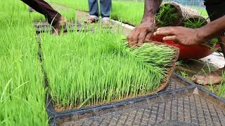 ಭತ್ತ ಕೃಷಿಗೂ ಬಂತು ನರ್ಸರಿ| SKDRDP | Paddy Nursery