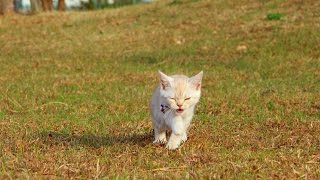 かわいい子猫とお散歩　公園デビュー！ - Kitten playing in the park -