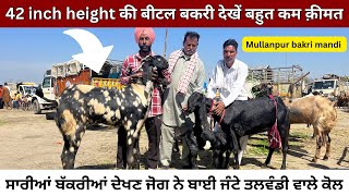 42 inch height ki beetal bakri || ਸਾਰੀਆਂ ਬੱਕਰੀਆਂ ਦੇਖਣ ਜੋਗ ਨੇ ਜੰਟੇ ਤਲਵੰਡੀ ਵਾਲੇ ਕੋਲ