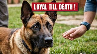 The Secret Switch in Your Belgian Malinois Brain That Changes Their Loyalty Forever