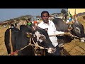 good looking amruthmahal bull pair belongs to farmer krishnappa from tubbagere hobli at ghatti fair