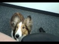 Hunter's alerting in action - Service Dog at work Hunter's alerting in action - Service Dog at work
