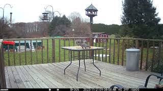 One squirrel hurdles the other. Funny to watch. Grabbing peanuts and running deck trailcamera