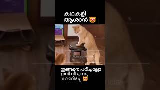 വേഗം പഠിച്ചോ അടുത്ത ആശാൻ നീയാണ് 😻#shorts #catfeed #catvideos #funny #catshorts #catlover #ytshorts