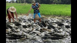 Wow!! Amazing Two Brother  Fishing - Cambodia Traditional fishing - How to two brother fishing