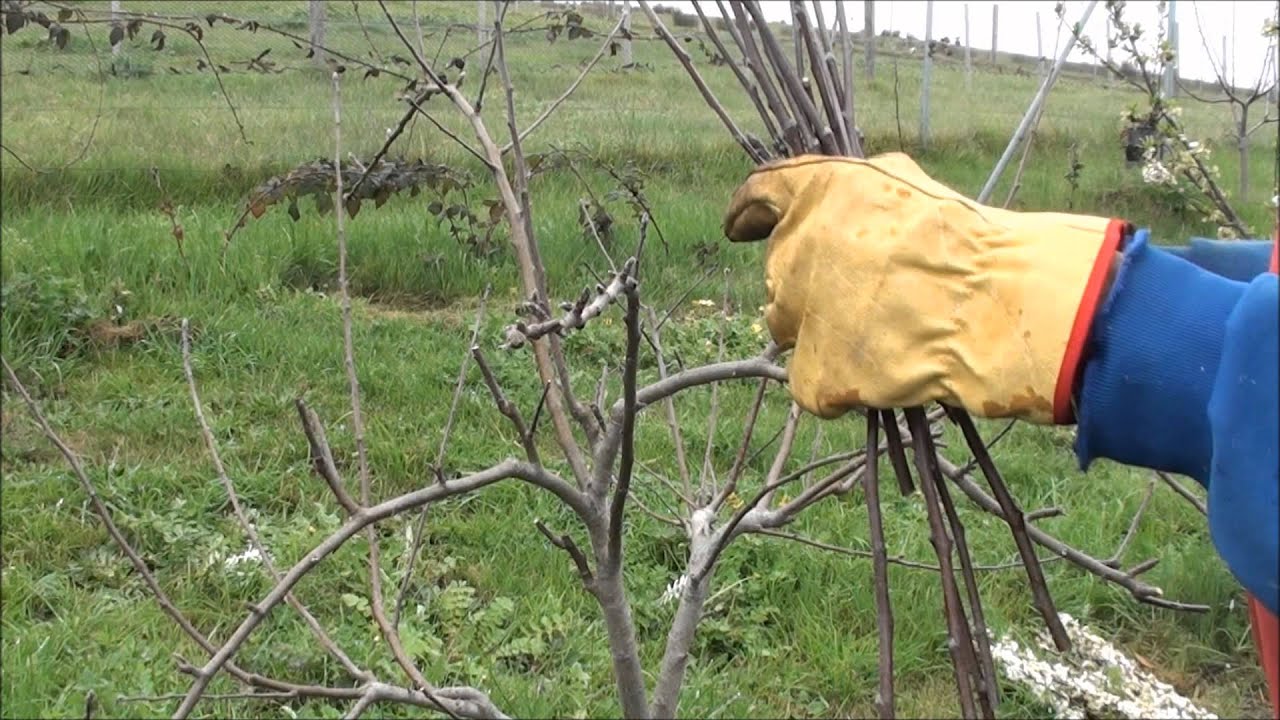 Pruning And Training Apple Trees Part 3 Youtube