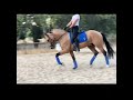 hidalgo vik 3 years golden buckskin pre by donoso vii