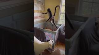 monkey video | bandar | monkey jump | monkey and dog fight #shorts