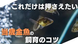 【新仔】生まれたての金魚の飼育方法や魅力を徹底解説！！