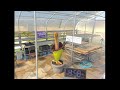 Corpse Flower (Amorphophallus Titanium) - Southwestern College