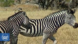 The home of the great African mammals; this is the Samburu National Reserve (FULL DOCUMENTARY)