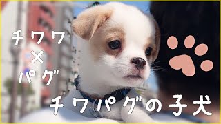 【チワワ×パグ】可愛いすぎるMIX犬の子犬【癒し】