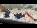 how to feed mandarin dragonets with frozen food training method