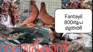 വമ്പിച്ച വിലക്കുറവിൽ കൂടുതൽ പ്രാവുകൾ #fancy #fancypigeon #pigeon  #keralapigeon #fantail # American